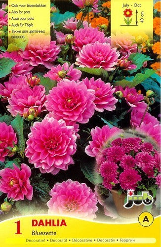Dahlia 'Bluesette'