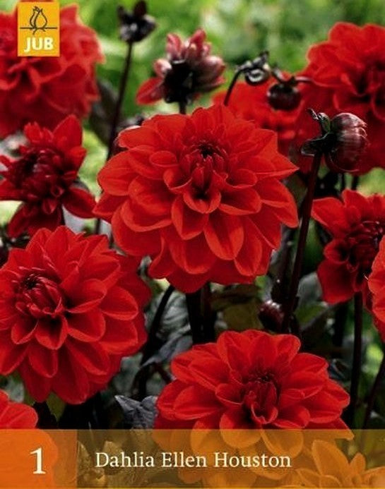 Dahlia 'Ellen Houston' / 'Gallery Singer'