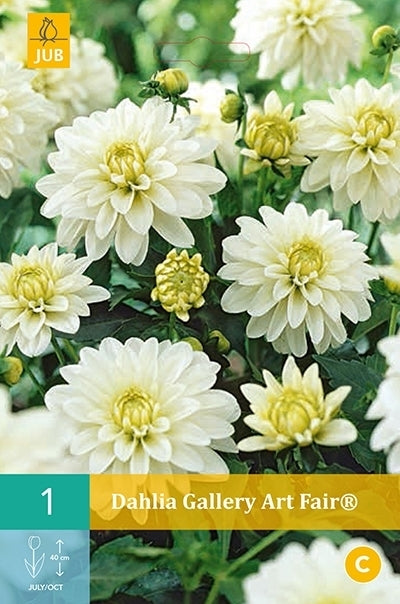 Dahlia 'Gallery Art Fair'