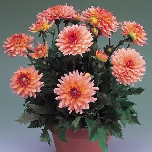 Dahlia 'Gallery Leonardo'
