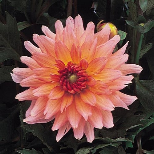 Dahlia 'Gallery Leonardo'