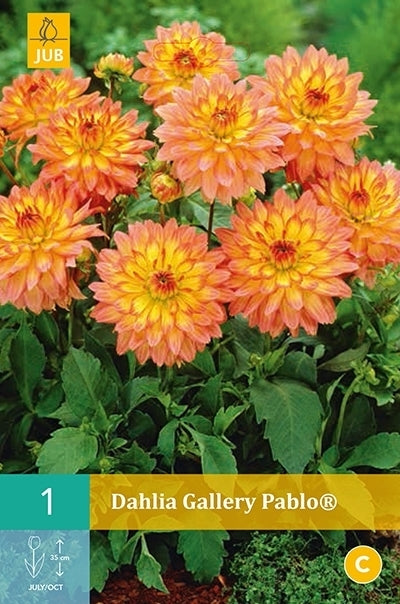 Dahlia 'Gallery Pablo'