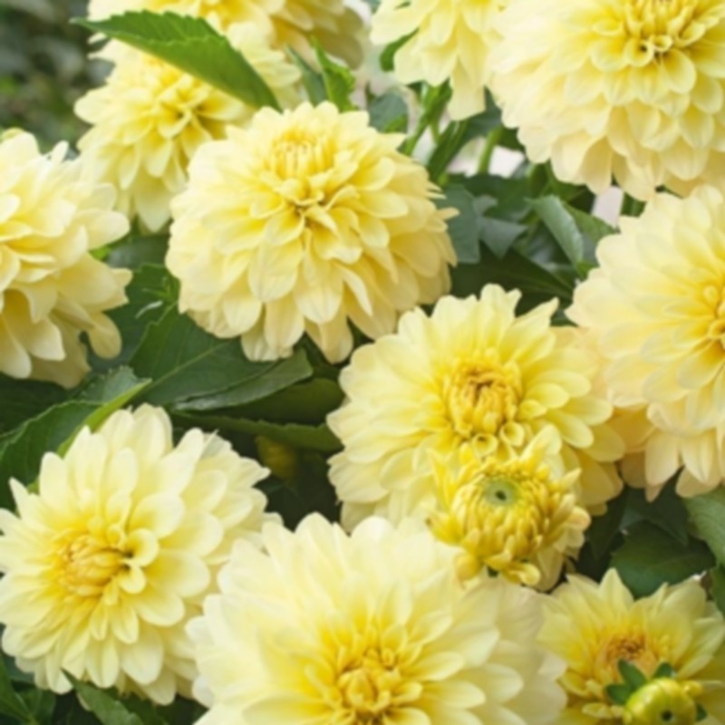 Dahlia 'Gallery Serenade'