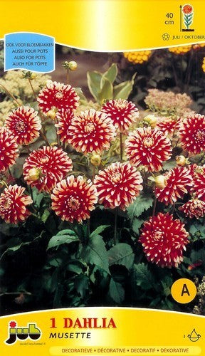 Dahlia 'Musette'