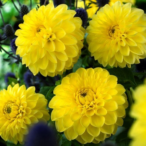 Dahlia 'Sisa'
