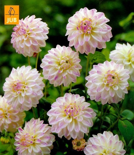 Dahlia 'Wittem'
