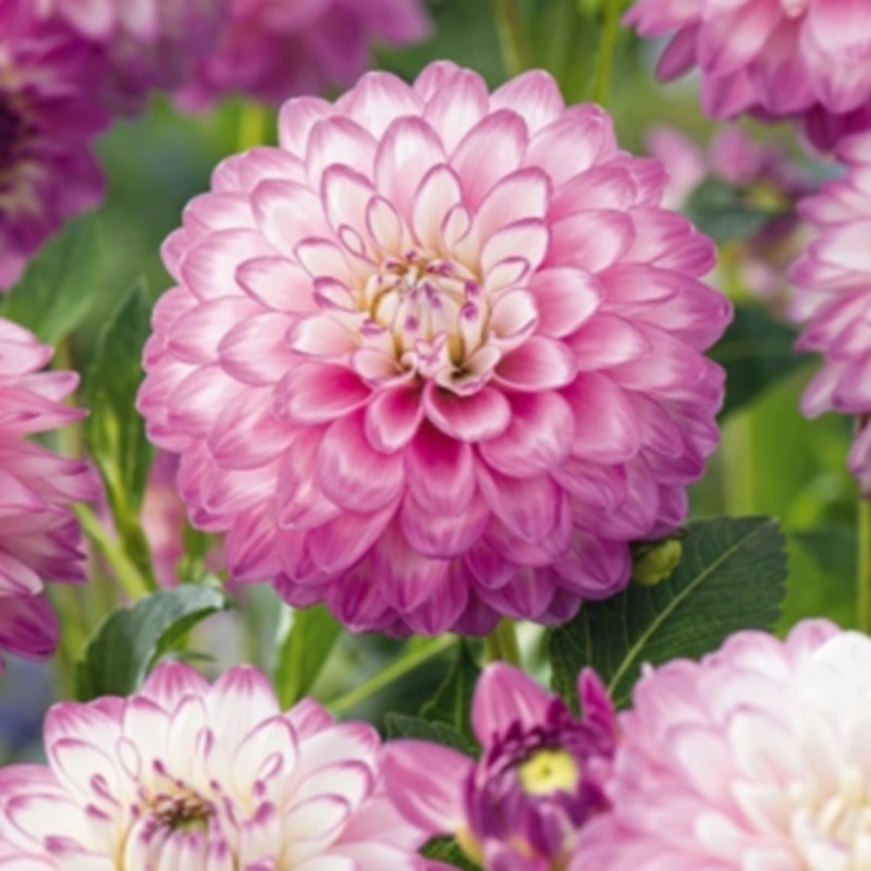 Dahlia 'Melody Dixie'