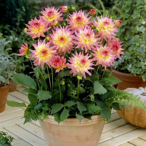 Dahlia 'Melody Gipsy'