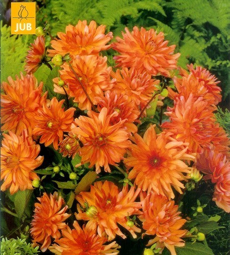 Dahlia 'Orange Pigmy'