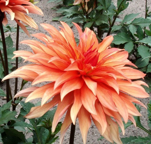 Dahlia 'Orange Pigmy'