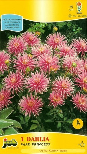 Dahlia 'Park Princess'