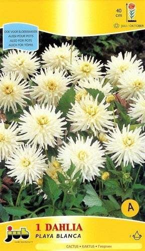 Dahlia 'Playa Blanca'