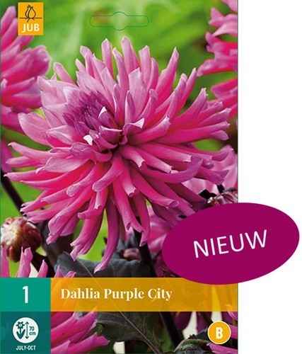 Dahlia 'Purple City'