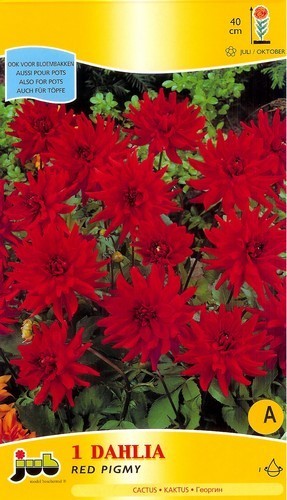 Dahlia 'Red Pigmy'
