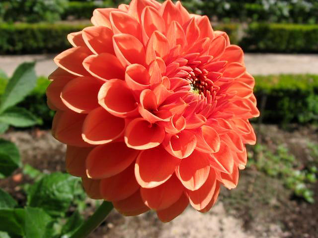 Dahlia 'Bantling'