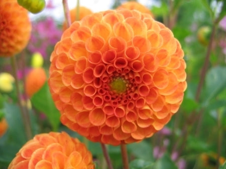 Dahlia 'Bantling'