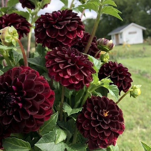 Dahlia 'Dark Spirit'