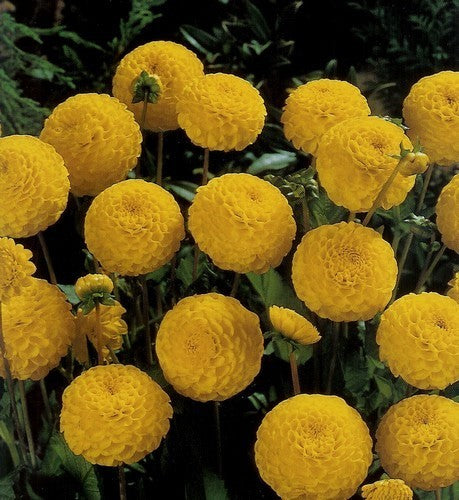 Dahlia 'Golden Scepter'