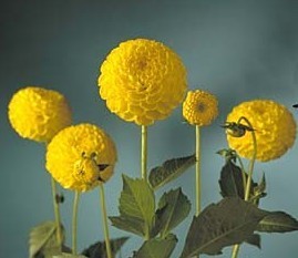 Dahlia 'Golden Scepter'