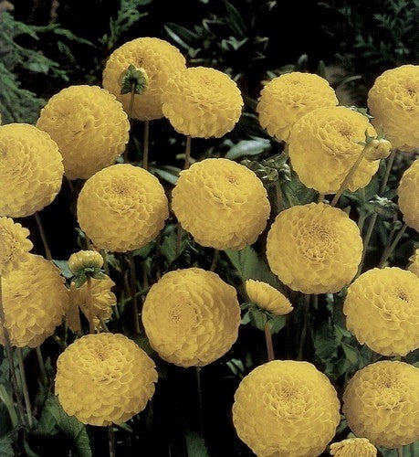 Dahlia 'Golden Scepter'