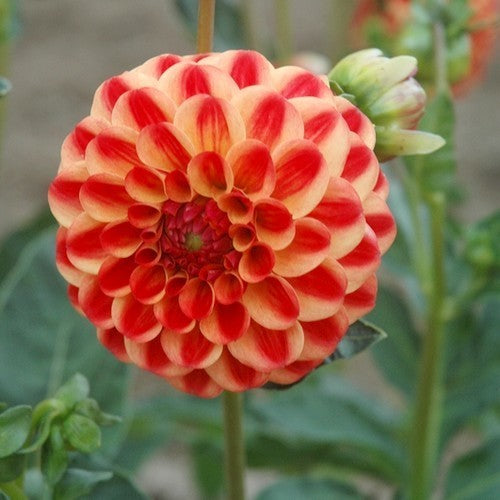 Dahlia 'Jescot Lingold'
