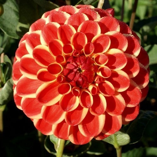 Dahlia 'Jescot Lingold'