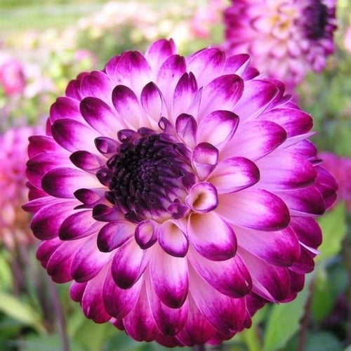 Dahlia 'Little Robert'