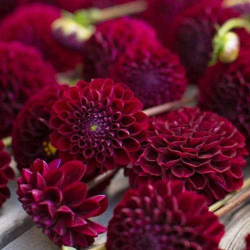 Dahlia 'Natal'