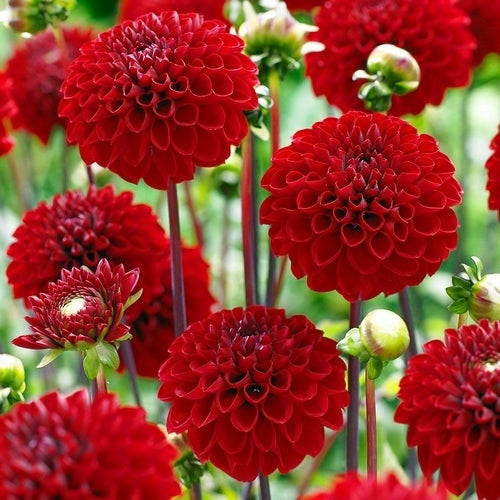 Dahlia 'Nescio' / 'Viking'