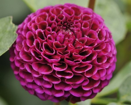 Dahlia 'Rocco'