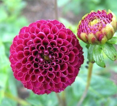 Dahlia 'Rocco'