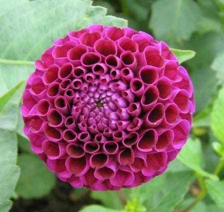 Dahlia 'Rocco'