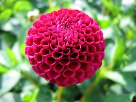 Dahlia 'Rocco'
