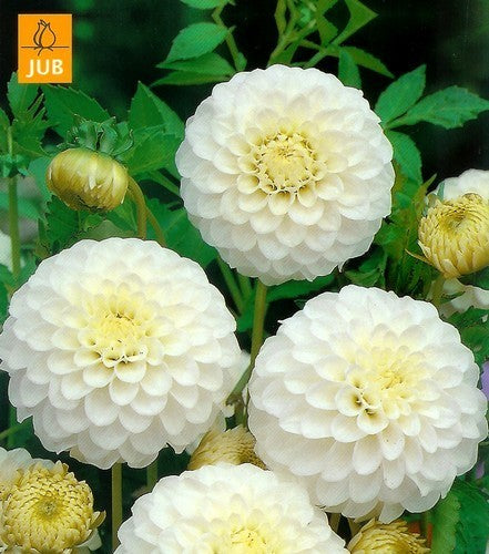 Dahlia 'Snowflake' / 'White Aster'