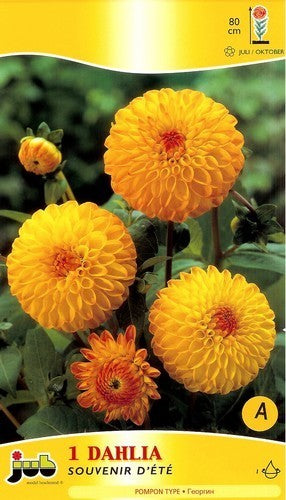 Dahlia 'Souvenir d' Été''