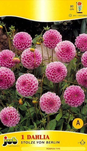 Dahlia 'Stolze Von Berlin'