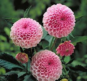 Dahlia 'Stolze Von Berlin'