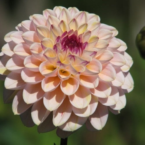 Dahlia 'Wine Eyed Jill'