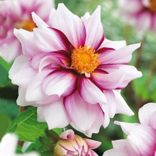 Dahlia 'Edge of Joy'