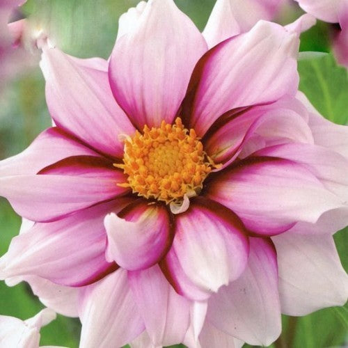 Dahlia 'Edge of Joy'