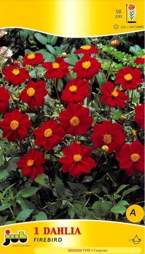 Dahlia 'Firebird'