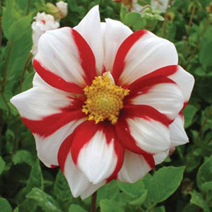 Dahlia 'Fire & Ice'