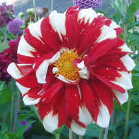 Dahlia 'Fire & Ice'