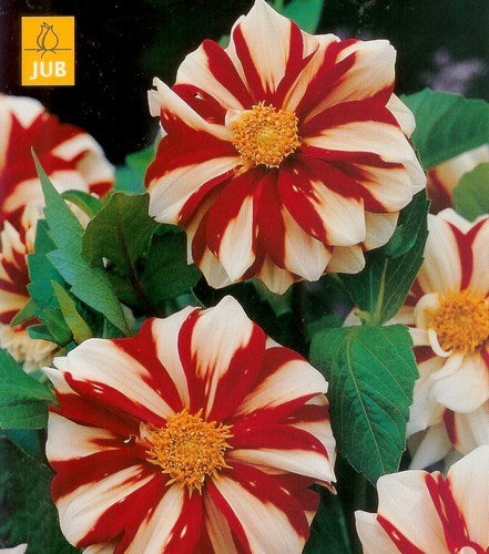 Dahlia 'Fire & Ice'
