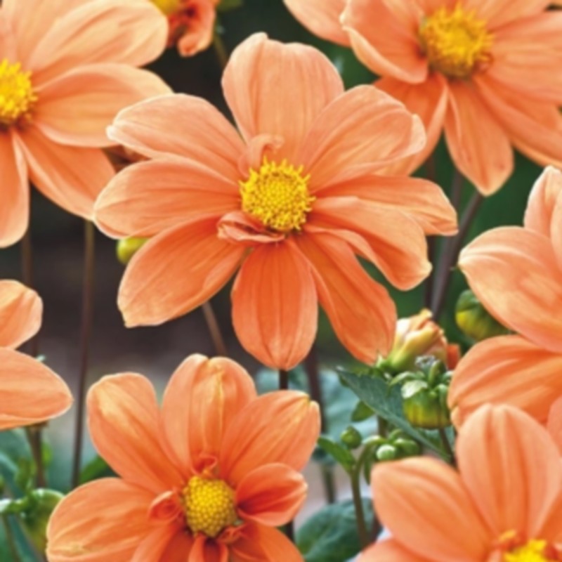 Dahlia 'G.F. Hemerik'