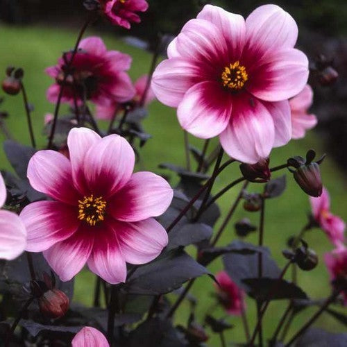 Dahlia 'Mies' / 'Wishes N Dreams'