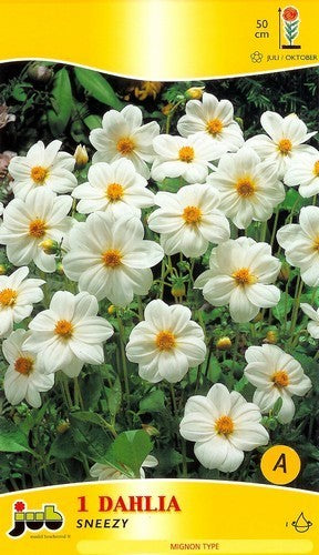 Dahlia 'Sneezy'