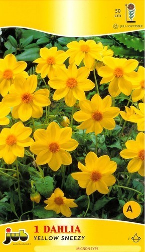 Dahlia 'Yellow Sneezy'
