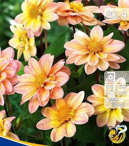 Dahlia 'Apricot'