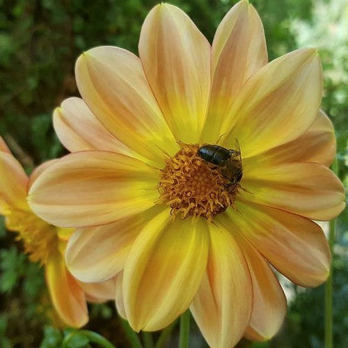 Dahlia 'Apricot'
